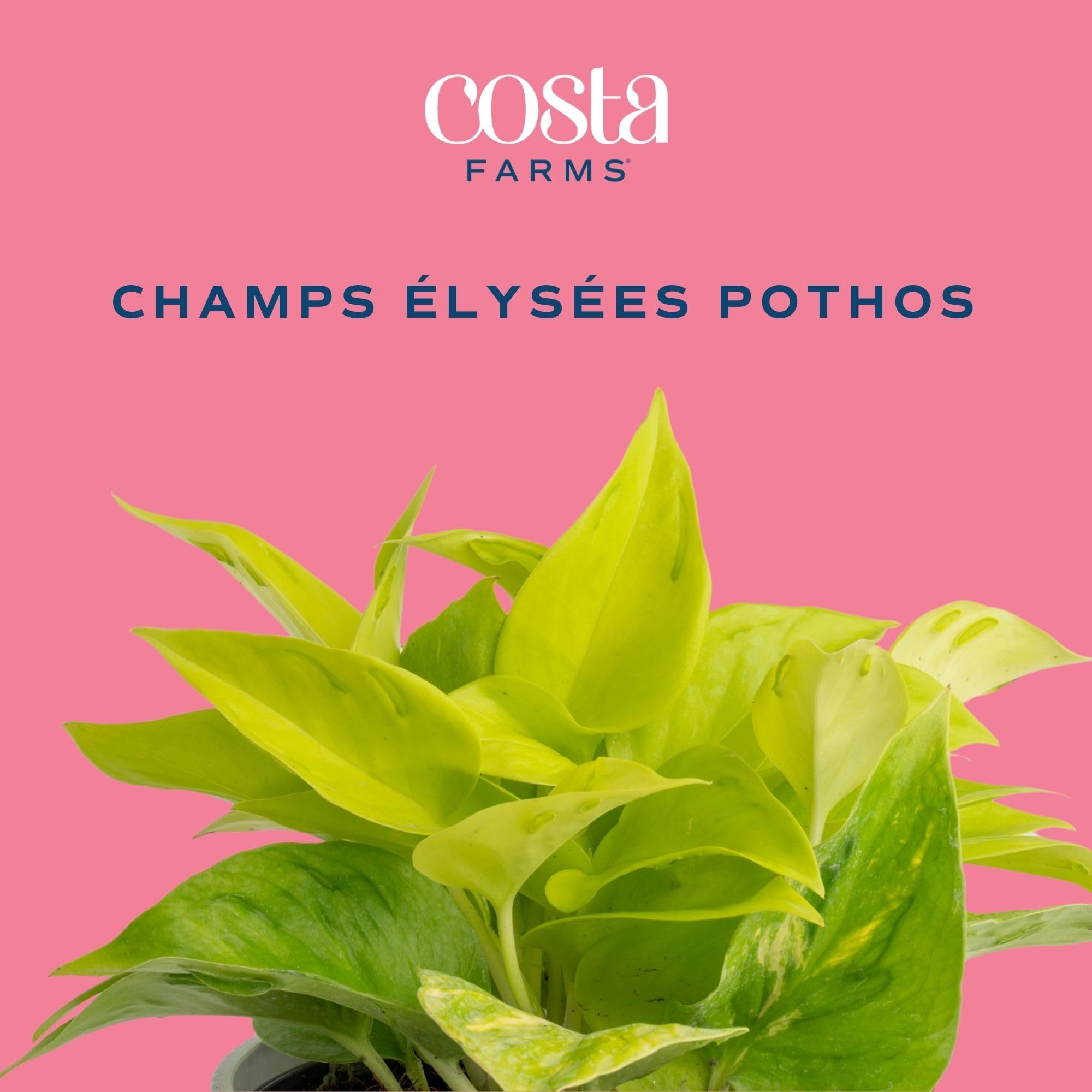 Costa Farms trailing vines spilling over a shelf for dramatic decor