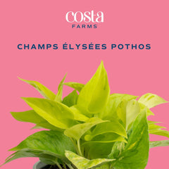 Costa Farms trailing vines spilling over a shelf for dramatic decor