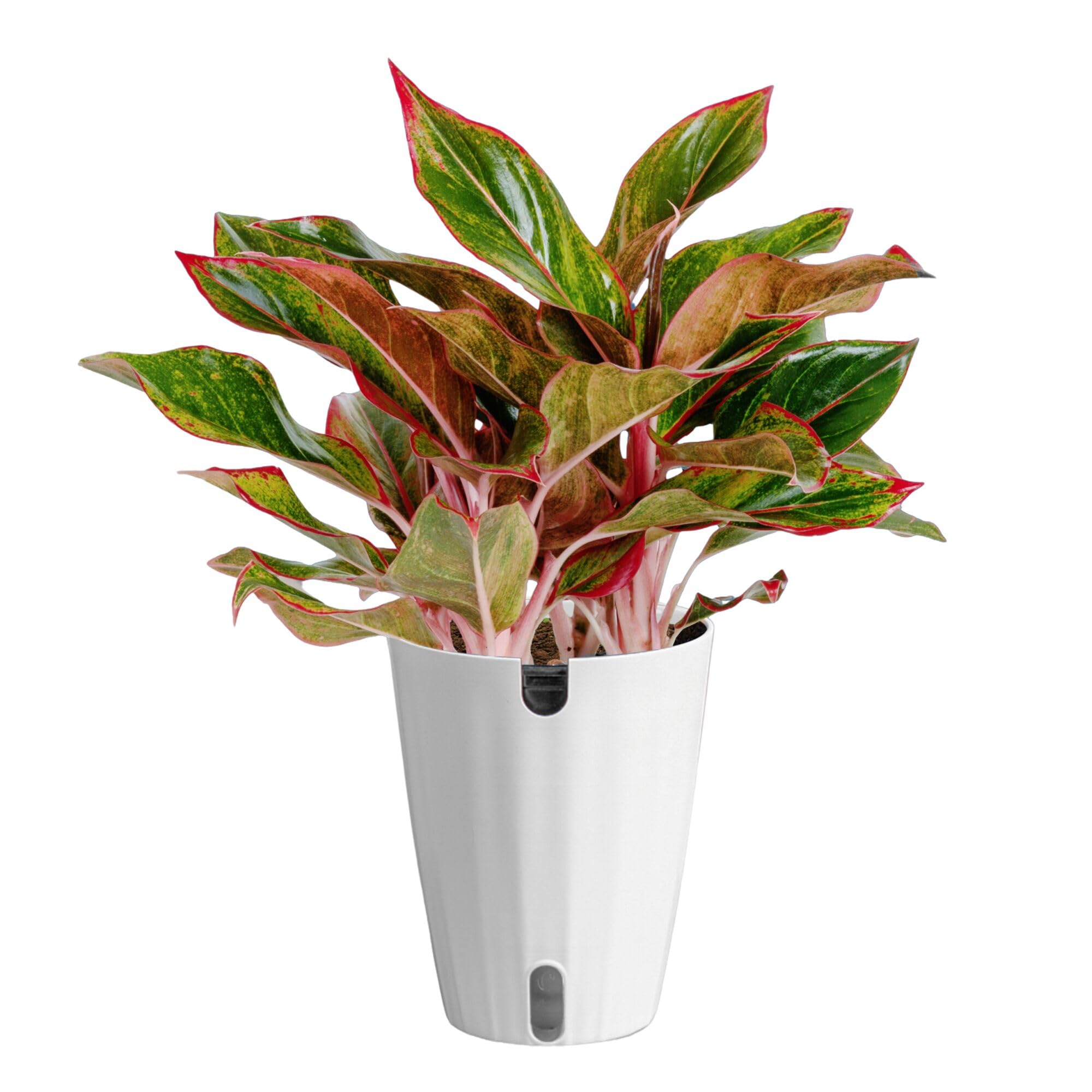 Costa Farms Chinese Evergreen front view showing full foliage for instant decor