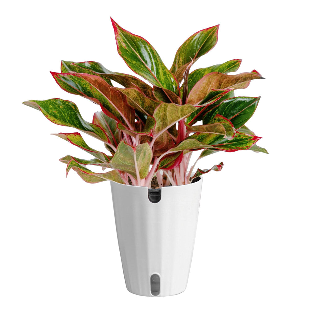 Costa Farms Chinese Evergreen front view showing full foliage for instant decor