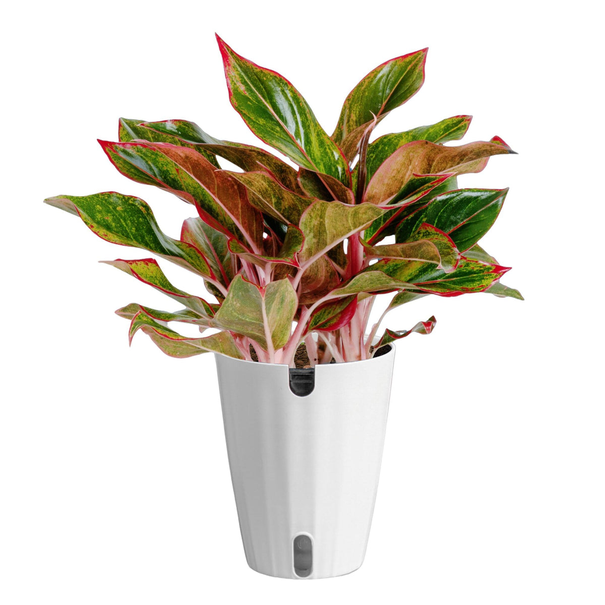 Costa Farms Chinese Evergreen front view showing full foliage for instant decor