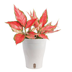 Costa Farms front view of Chinese Evergreen in white planter highlighting decorative foliage
