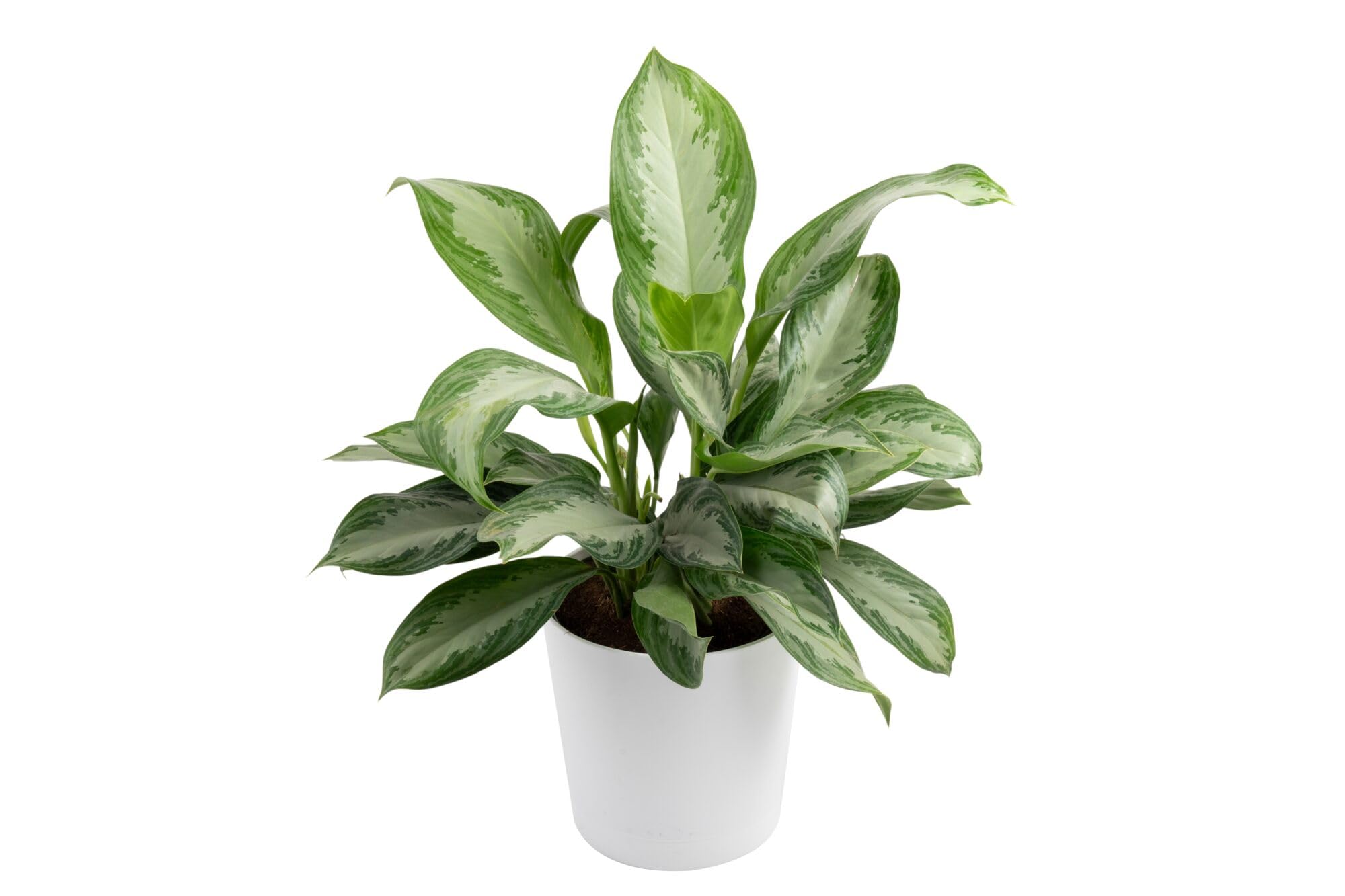 Costa Farms Chinese Evergreen front view showing full height and color benefit