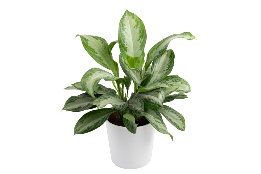 Costa Farms Chinese Evergreen front view showing full height and color benefit