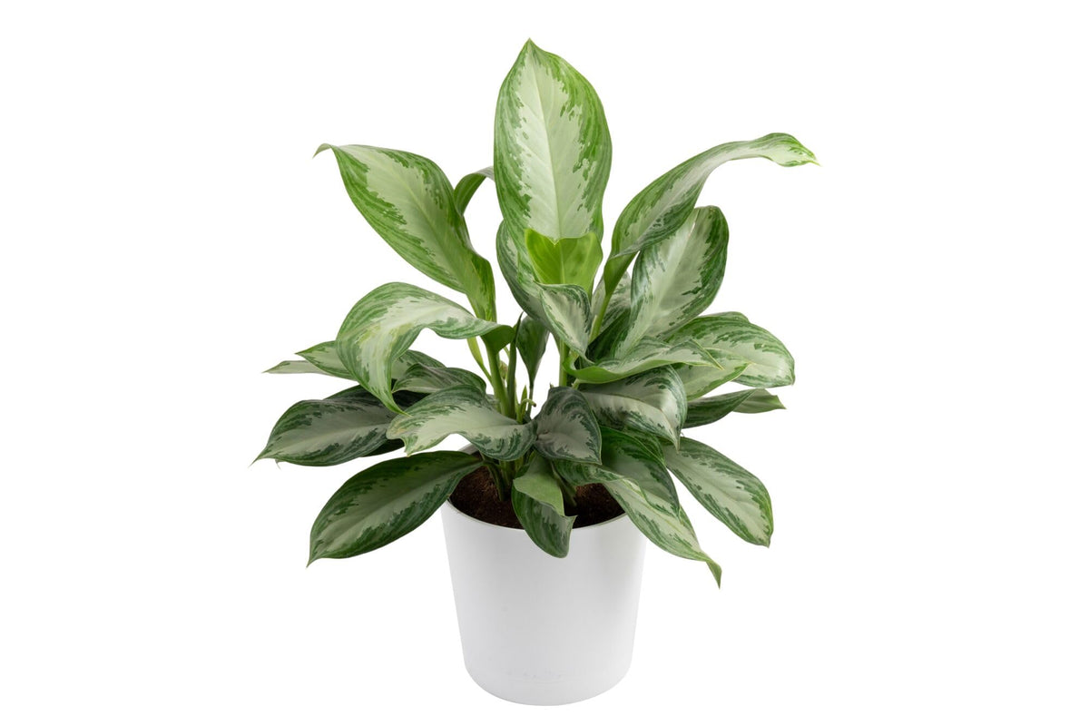 Costa Farms Chinese Evergreen front view showing full height and color benefit