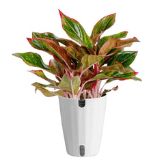 Costa Farms Chinese Evergreen front view showing full foliage for instant decor