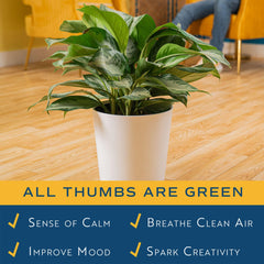 Costa Farms plant styled in living room adding instant natural decor