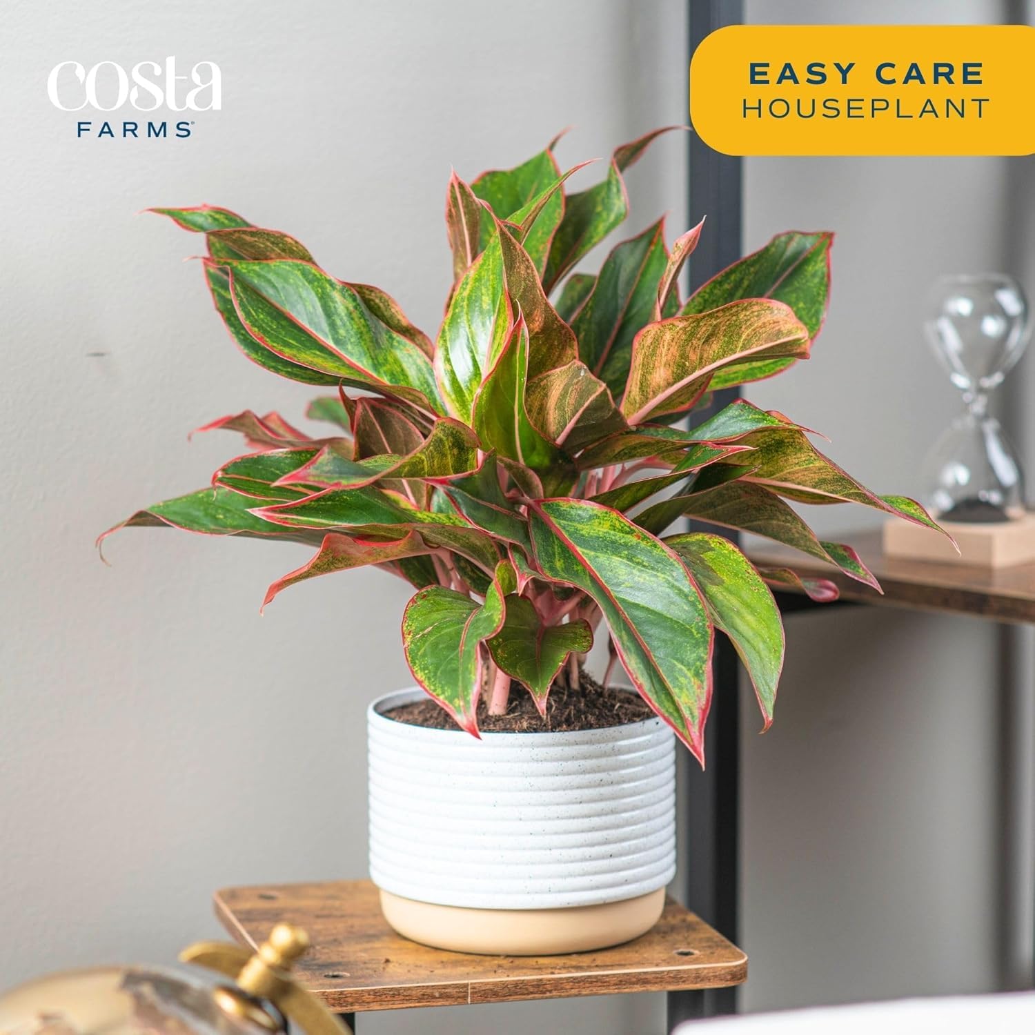 Costa Farms on end table illustrating small footprint and styling benefit