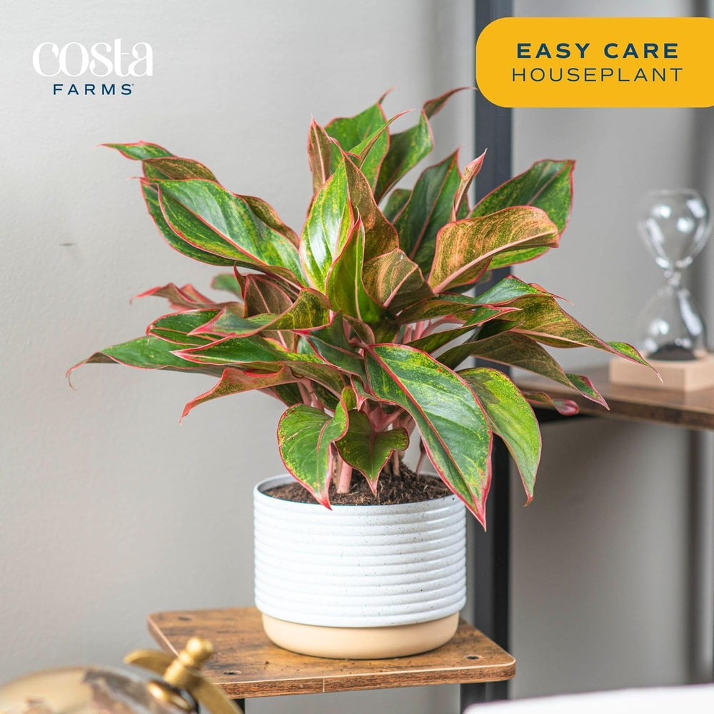 Costa Farms on end table illustrating small footprint and styling benefit