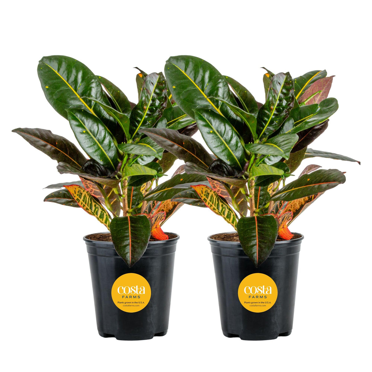 Costa Farms Croton front view showing vibrant foliage and immediate decor impact