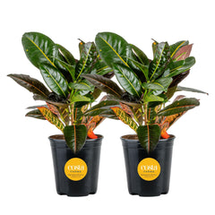 Costa Farms Croton front view showing vibrant foliage and immediate decor impact