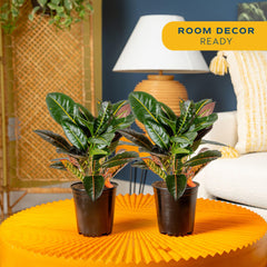 Costa Farms Croton closeup of glossy leaf highlighting bold color contrast benefit