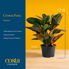 Costa Farms Croton pair styled in living room showing colorful mood-lifting effect