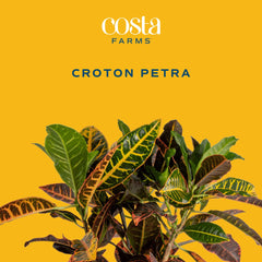 Costa Farms Croton top view in nursery pot illustrating ready-to-display convenience