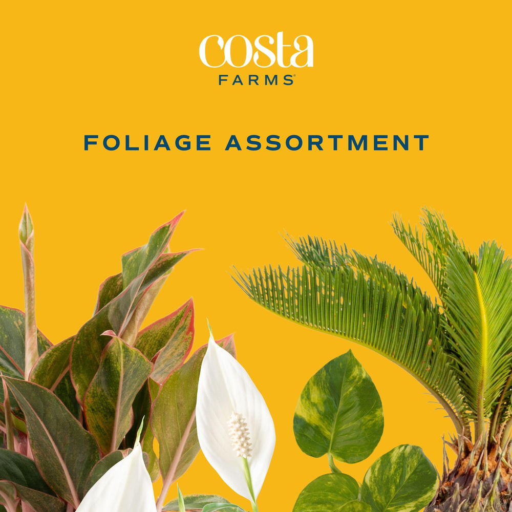 Costa Farms Dieffenbachia foliage detail highlighting bold leaf patterns
