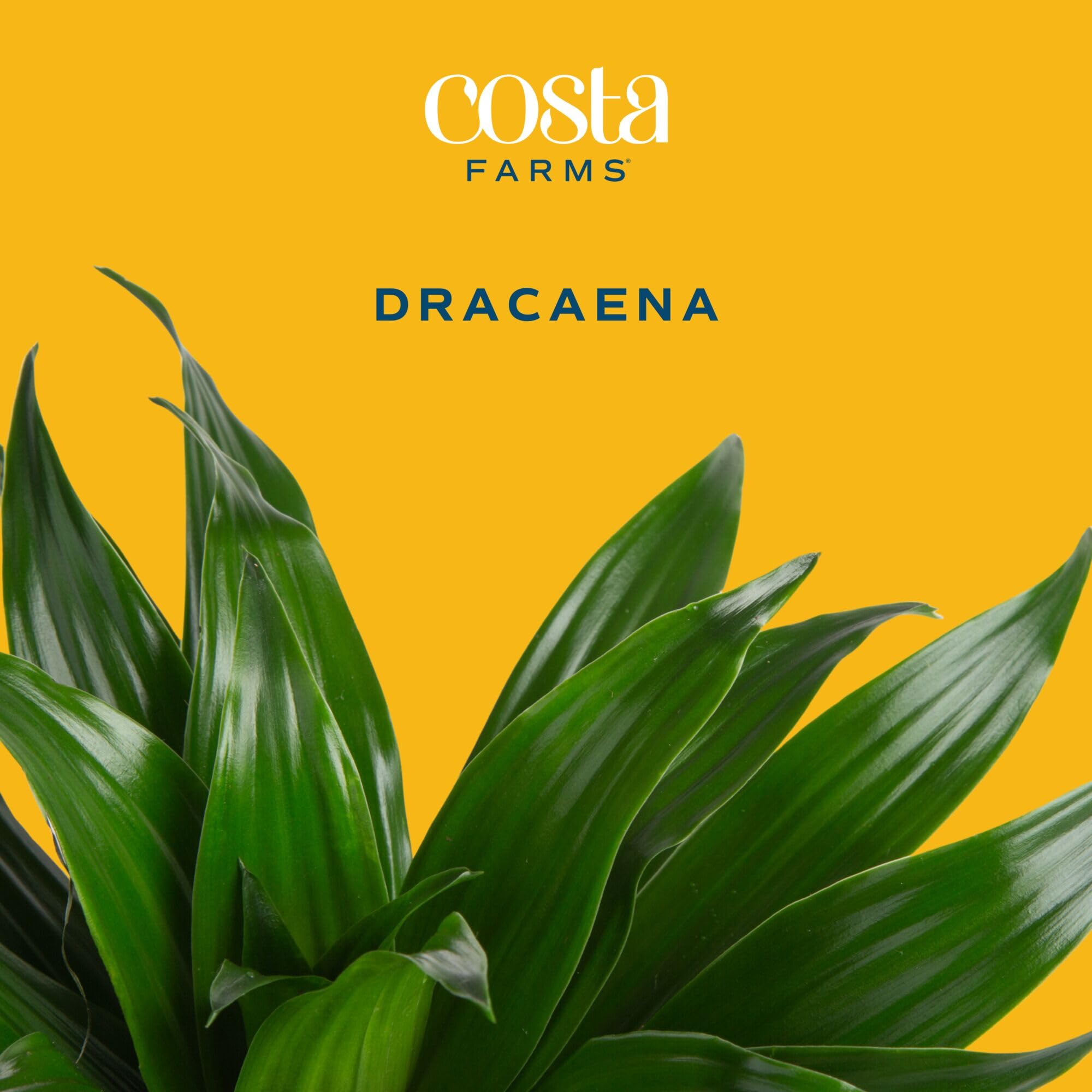 Costa Farms Dracaena close-up of green leaves highlighting healthy foliage benefits