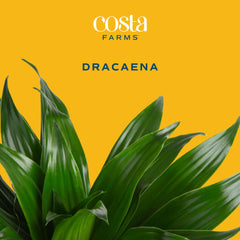 Costa Farms Dracaena close-up of green leaves highlighting healthy foliage benefits