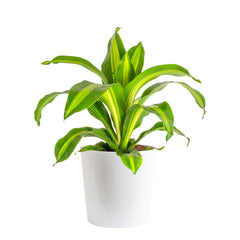 Costa Farms Dracaena front view showing full plant and pot, ideal for room styling