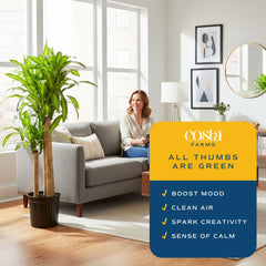 Costa Farms plant in living room illustrating how it fills vertical space