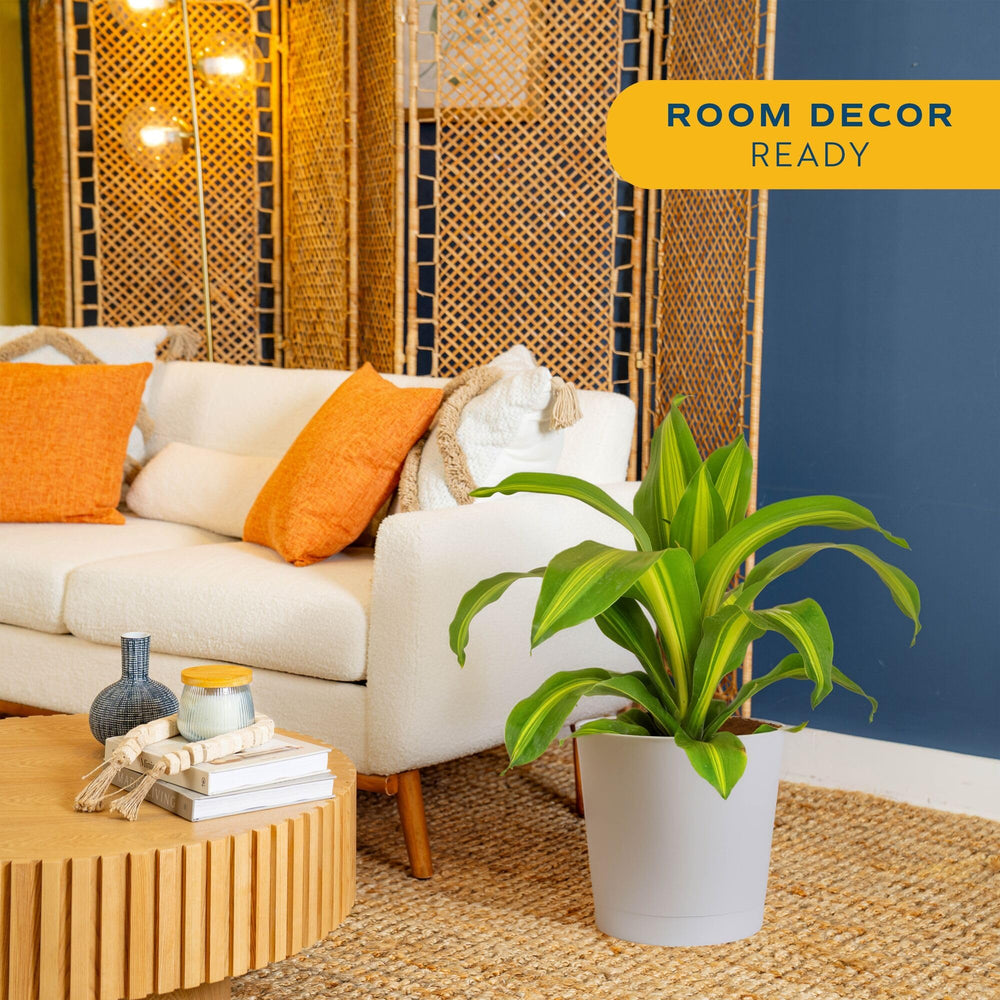 Costa Farms Dracaena in a living room to show scale and decorative impact
