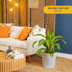 Costa Farms Dracaena in a living room to show scale and decorative impact