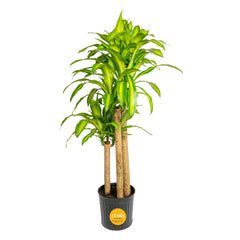 Costa Farms Mass Cane front view showing tall form and instant room impact
