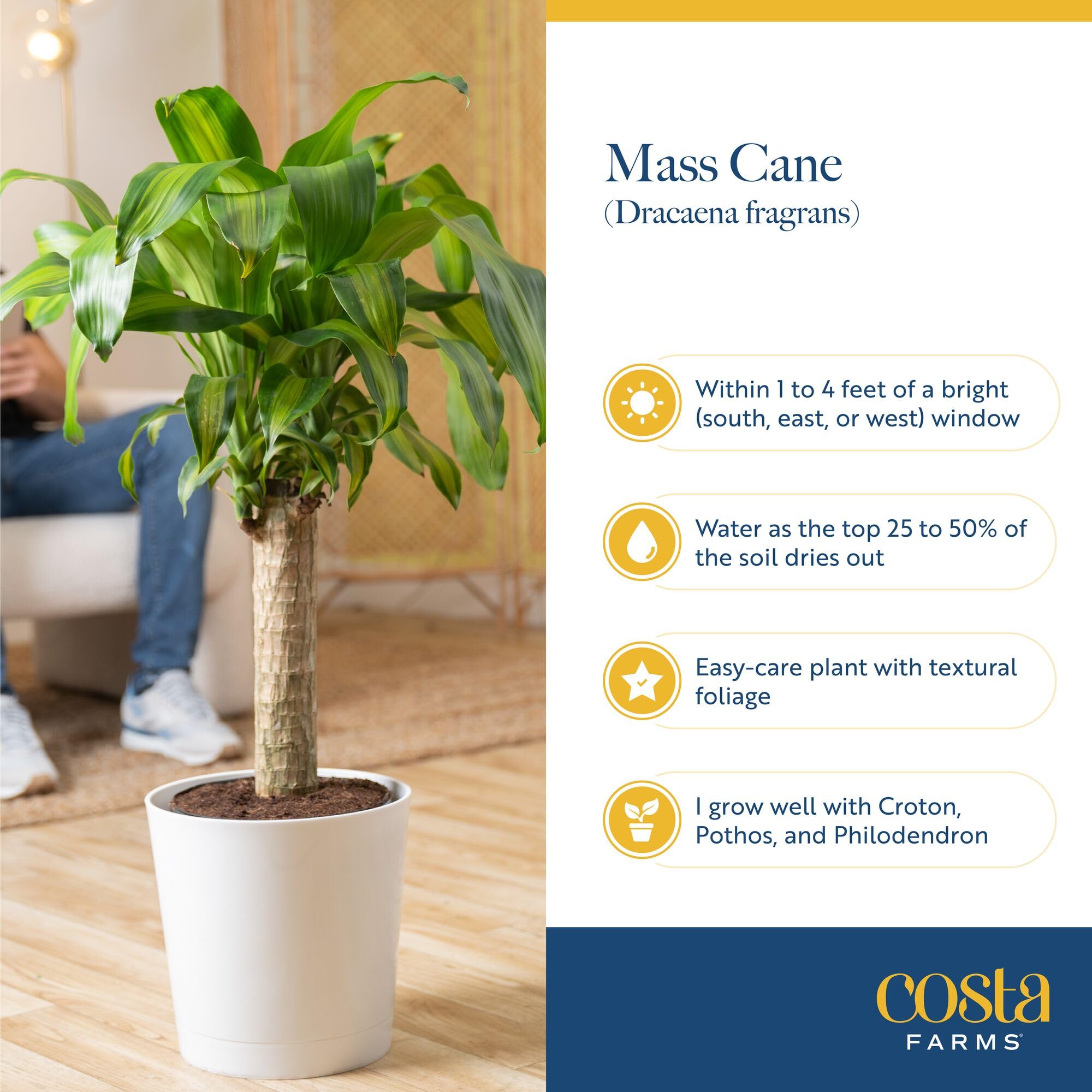 Costa Farms plant beside chair for scale showing exact height and fit
