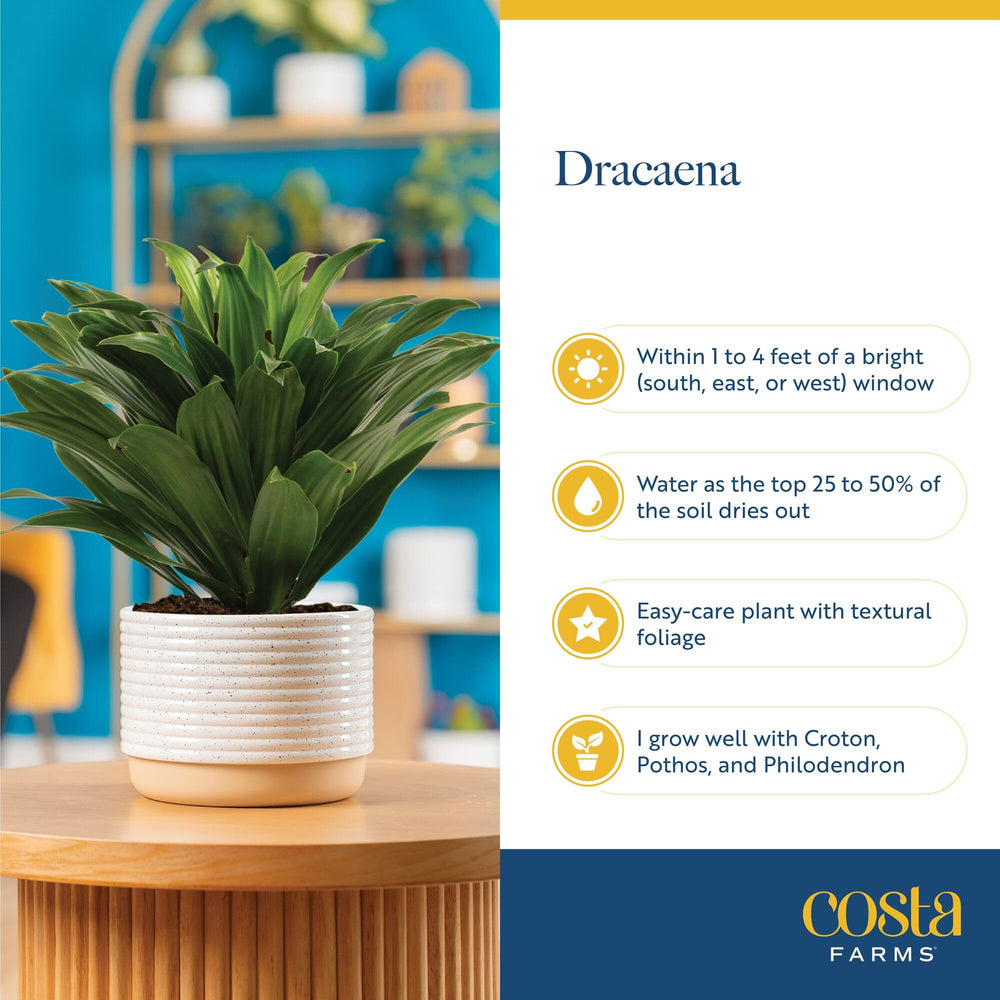 Costa Farms Dracaena beside a chair illustrating its 24-inch height and scale