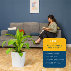 Costa Farms Dracaena top-down showing soil and drainage holes for proper watering