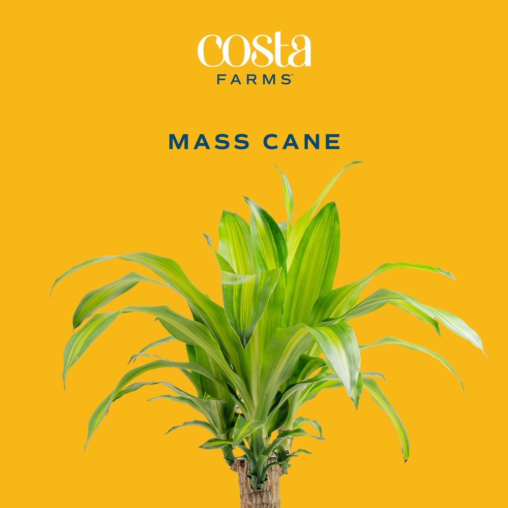 Costa Farms woody cane detail highlighting sturdy trunk and structural interest