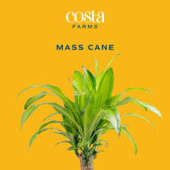 Costa Farms woody cane detail highlighting sturdy trunk and structural interest