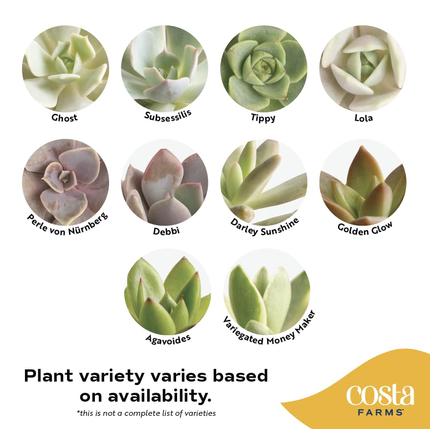 Costa Farms succulent leaf texture close-up showing healthy water-retaining leaves
