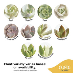 Costa Farms succulent leaf texture close-up showing healthy water-retaining leaves