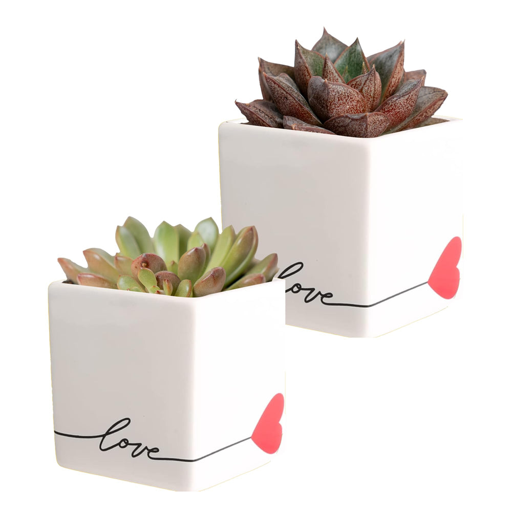 Costa Farms front view of echeveria in stone planter showing decorative appeal