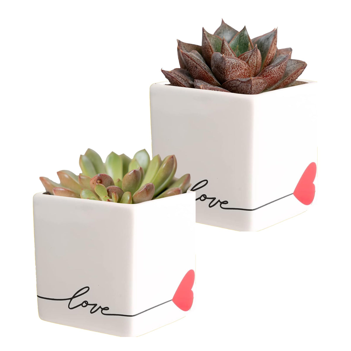 Costa Farms front view of echeveria in stone planter showing decorative appeal