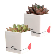 Costa Farms front view of echeveria in stone planter showing decorative appeal
