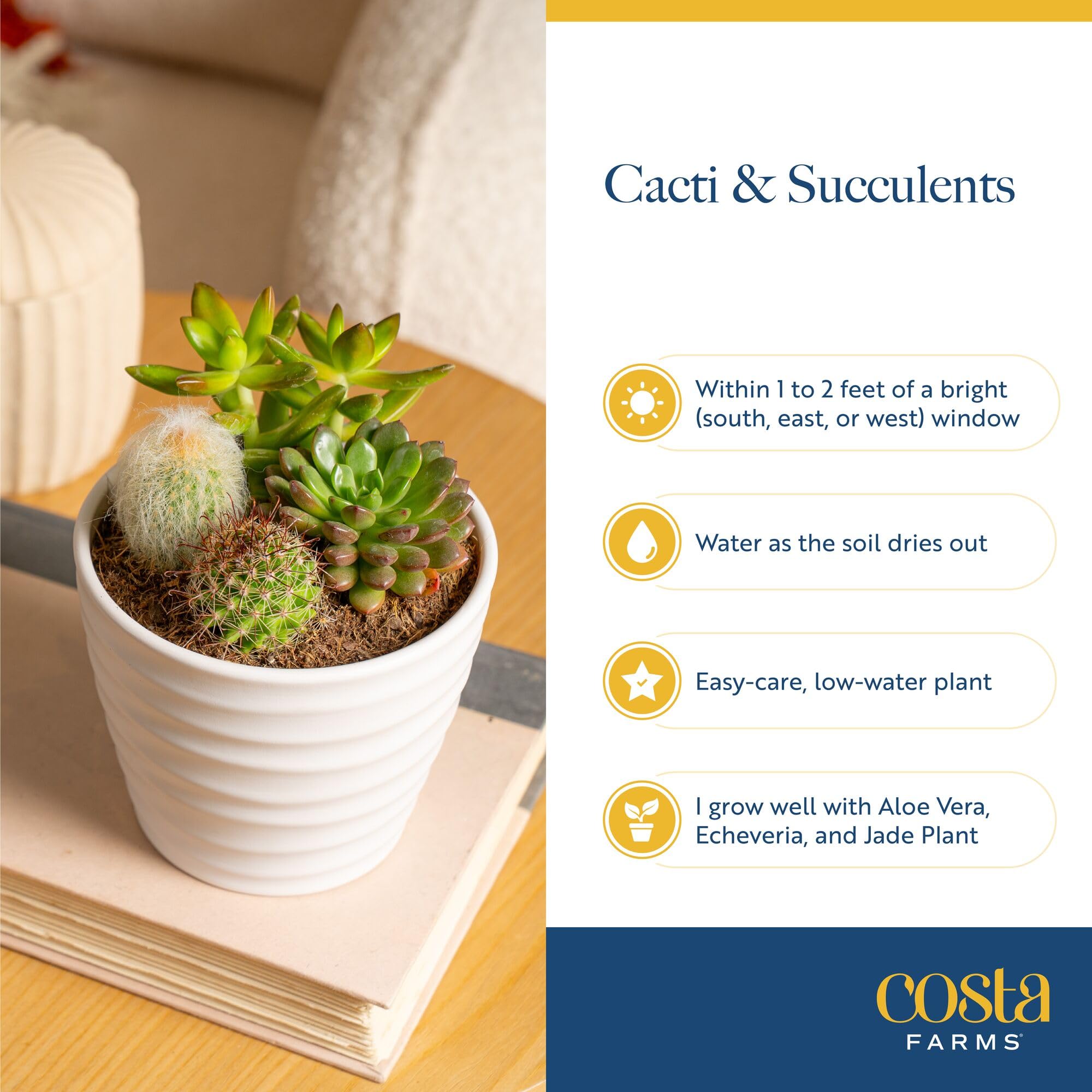 Costa Farms echeveria next to a ruler showing compact 4-inch scale