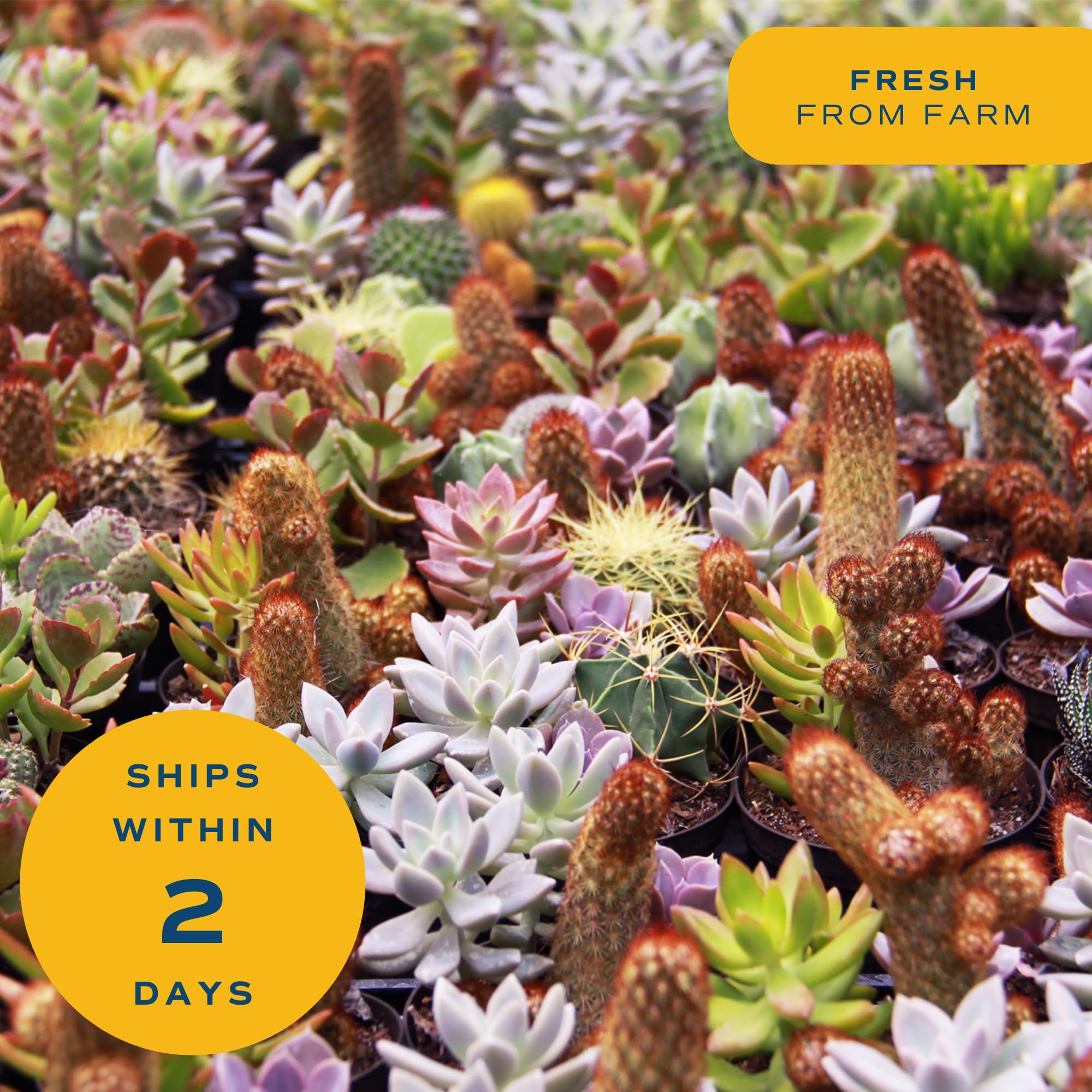 Costa Farms two-pack in gift-ready arrangement perfect for presenting