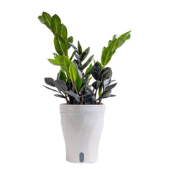 Costa Farms Everlasting ZZ front view showing upright foliage and modern planter benefit: instant decor