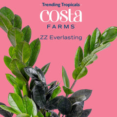 Costa Farms Everlasting ZZ leaf close-up showing glossy texture that brightens indoor spaces