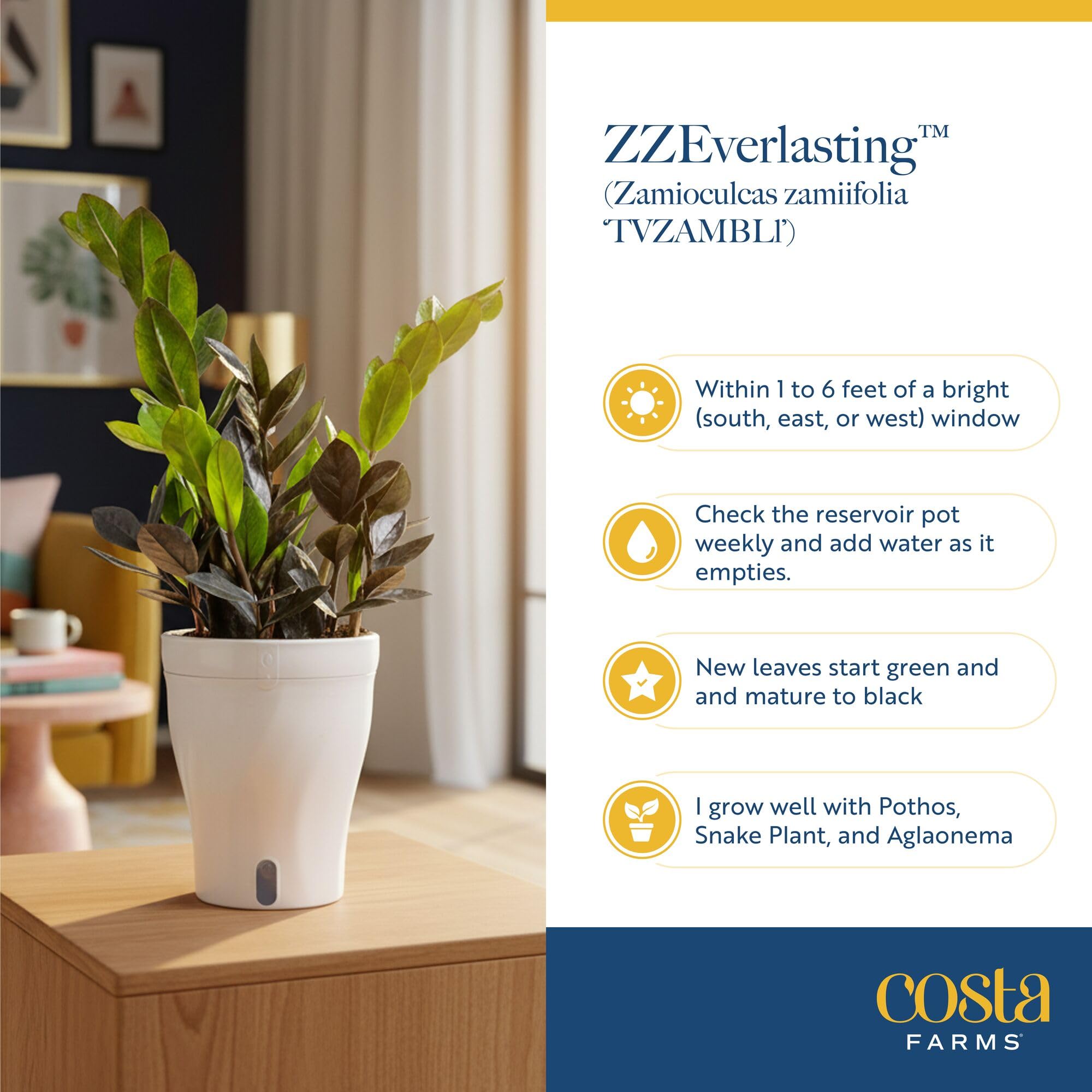 Costa Farms Everlasting ZZ on desk in office illustrating low-care greenery for workspaces