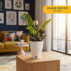 Costa Farms Everlasting ZZ side profile highlighting architectural stems for strong visual impact