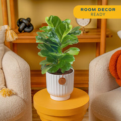 Costa Farms close-up of fiddle leaf fig leaf texture highlighting glossy veins