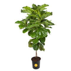 Costa Farms fiddle leaf fig front view showing tall, sculptural foliage and decor impact