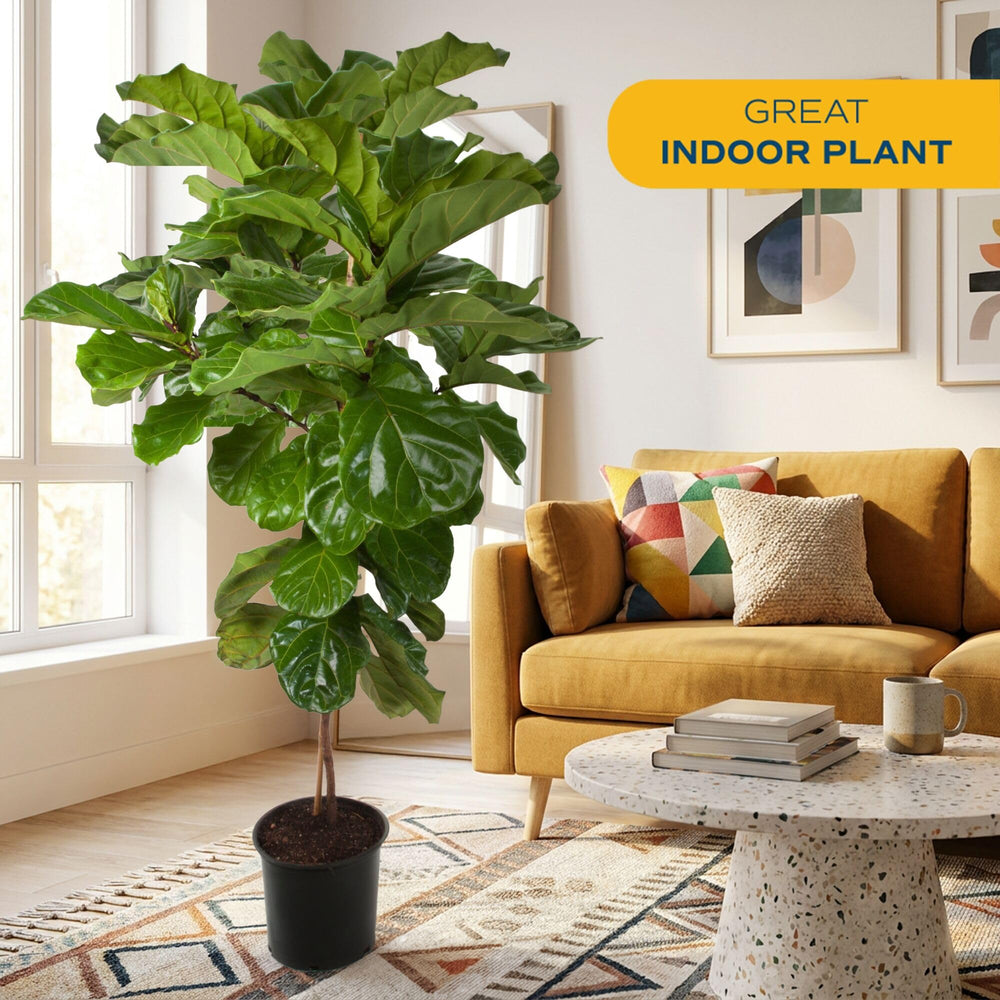 Costa Farms fiddle leaf fig leaf close-up showing glossy texture for visual appeal