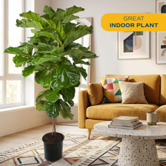 Costa Farms fiddle leaf fig leaf close-up showing glossy texture for visual appeal