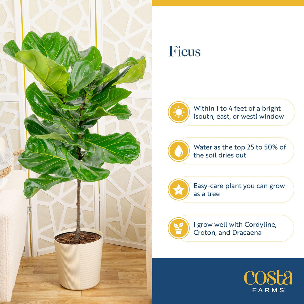 Costa Farms fiddle leaf fig underside of leaf detail indicating healthy leaf structure