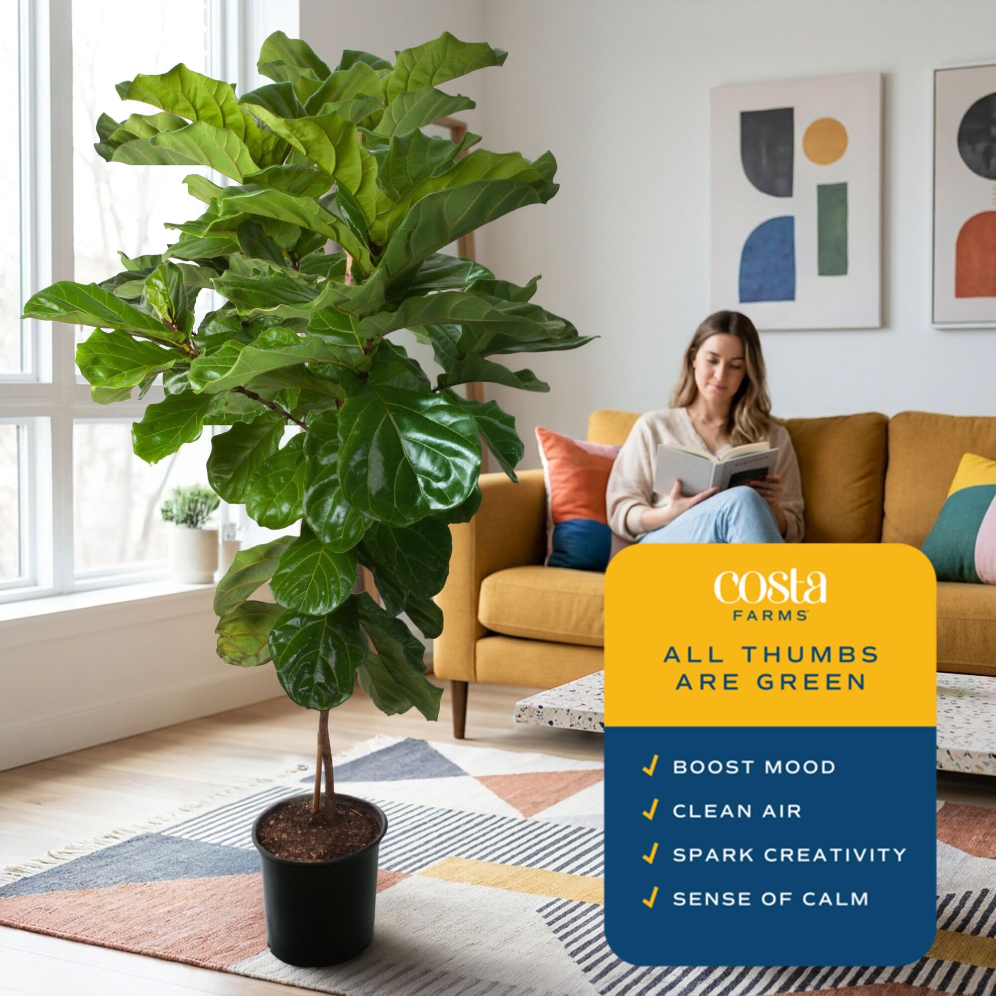 Costa Farms fiddle leaf fig next to chair demonstrating scale and room presence