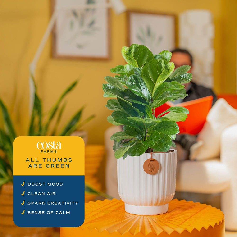 Costa Farms size comparison with book showing 12-inch shipped plant scale