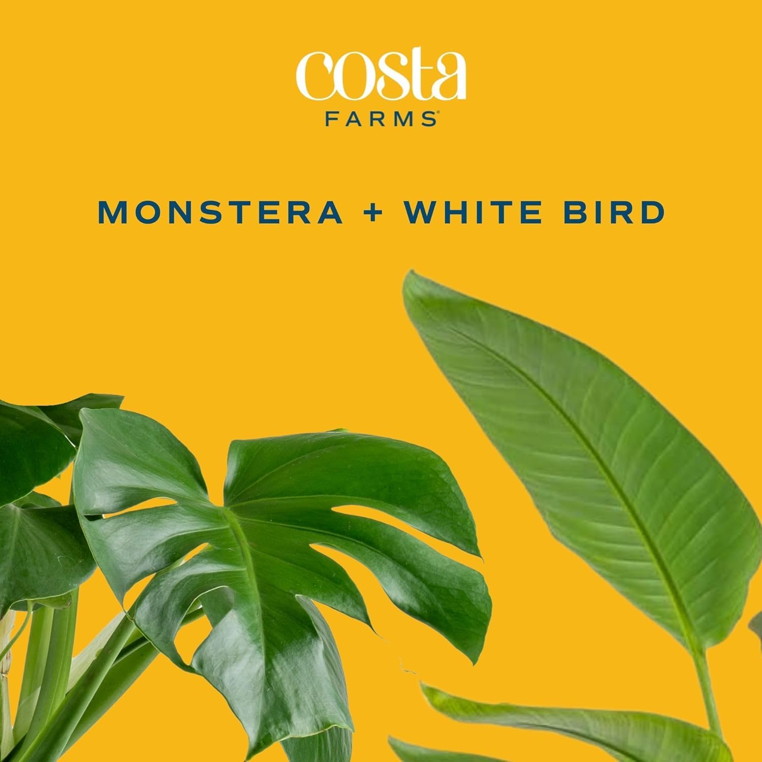 Costa Farms contrasting foliage textures showcasing visual depth and variety